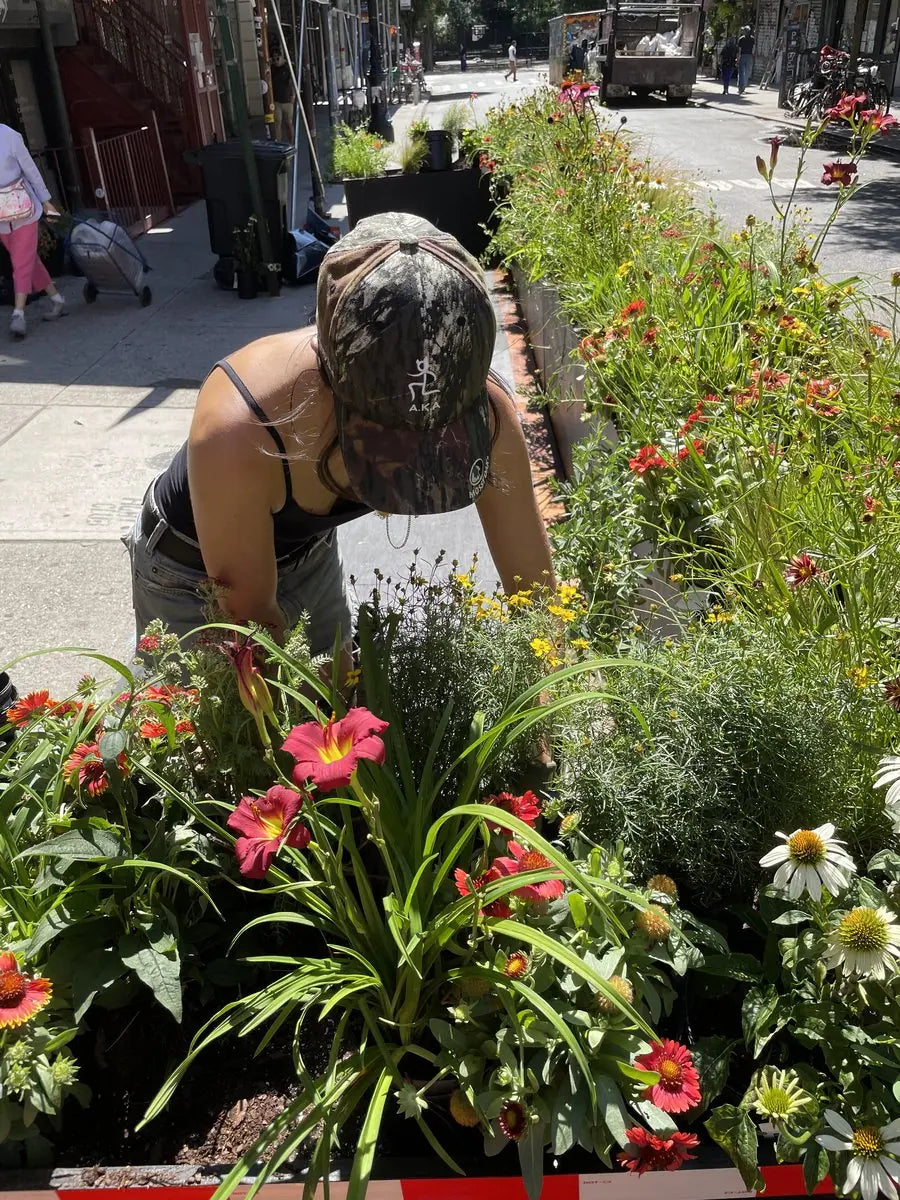 An A.K.A gardener in a branded cap tending a street planter of echinacea, daylilies and gaillardia in full bloom