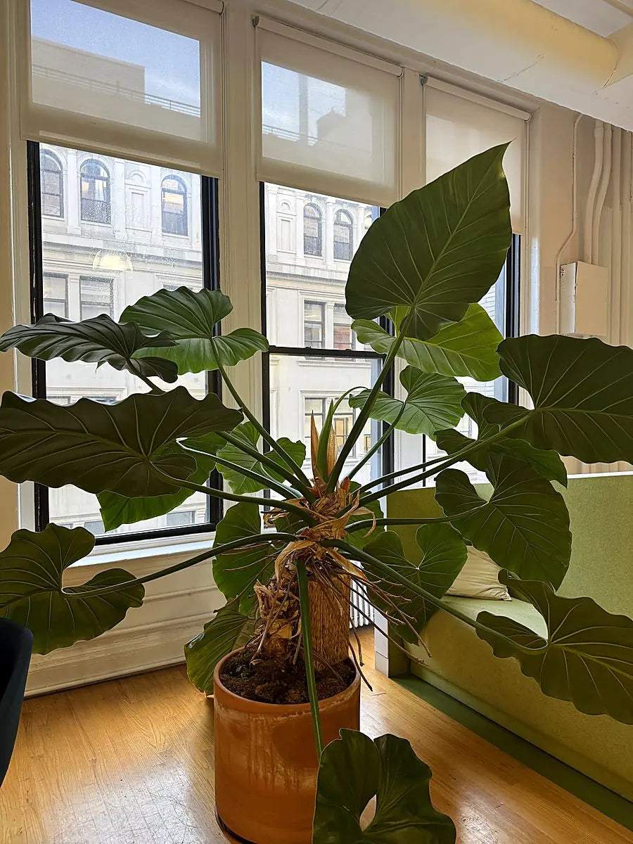 A sculptural fig in a terracotta pot against tall studio windows