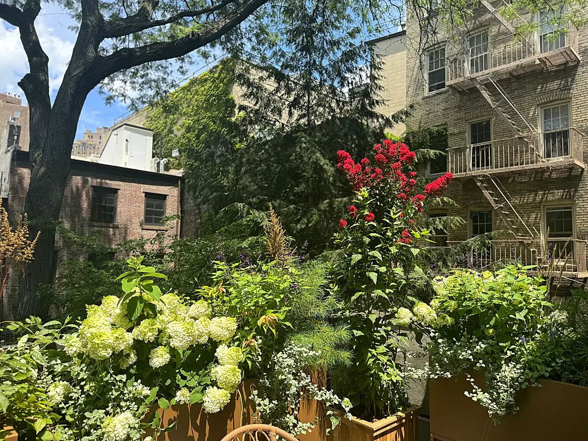 A layered city garden of hydrangeas, flowering perennials, and sculptural foliage