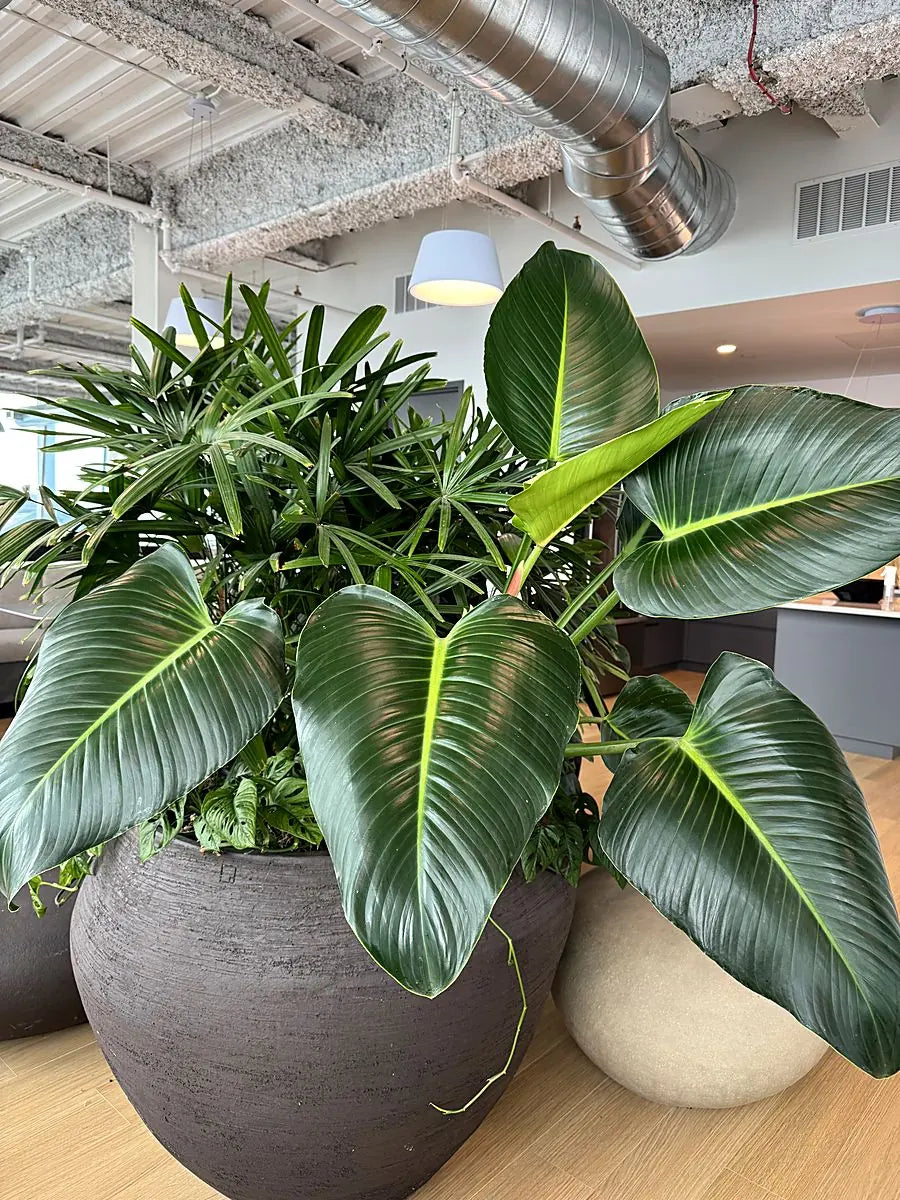 Broad philodendron leaves and lady palm in a charcoal vessel on an office floor