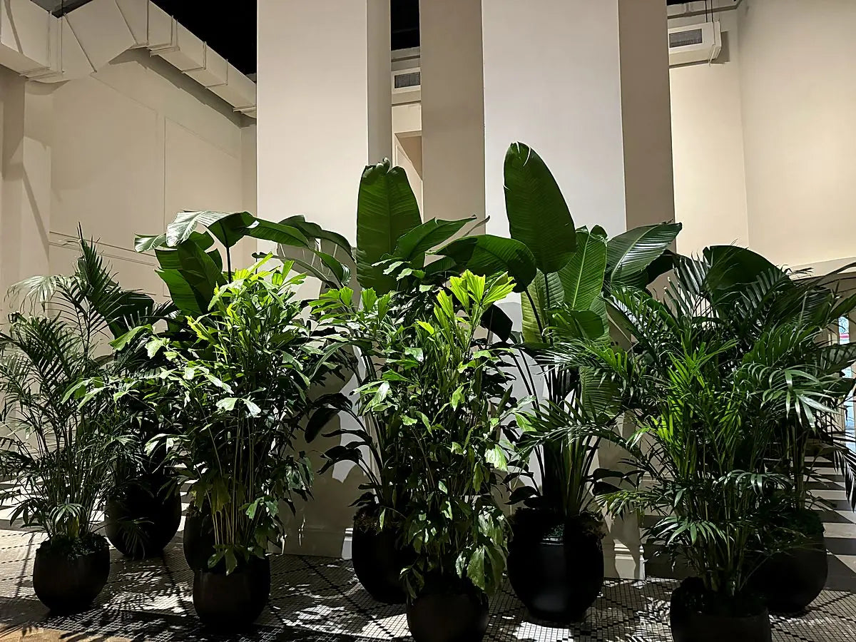 A row of sculptural black planters holding broad tropical foliage in a bright gallery space