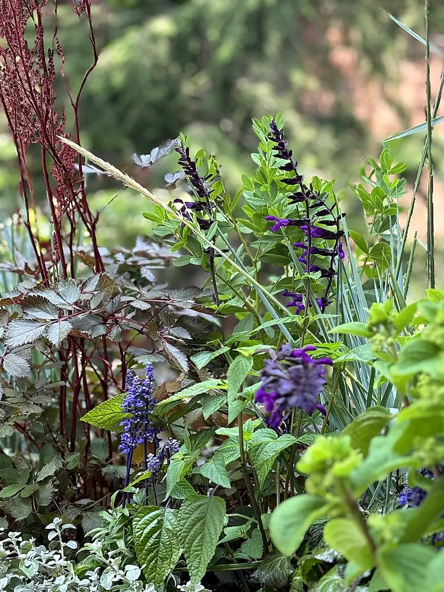 Deep purple salvia, bronze astilbe and silver foliage layered through a planted garden bed