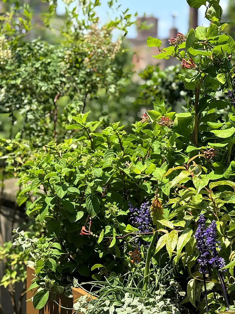 A cedar planter running deep with shrubs, grasses and flowering perennials