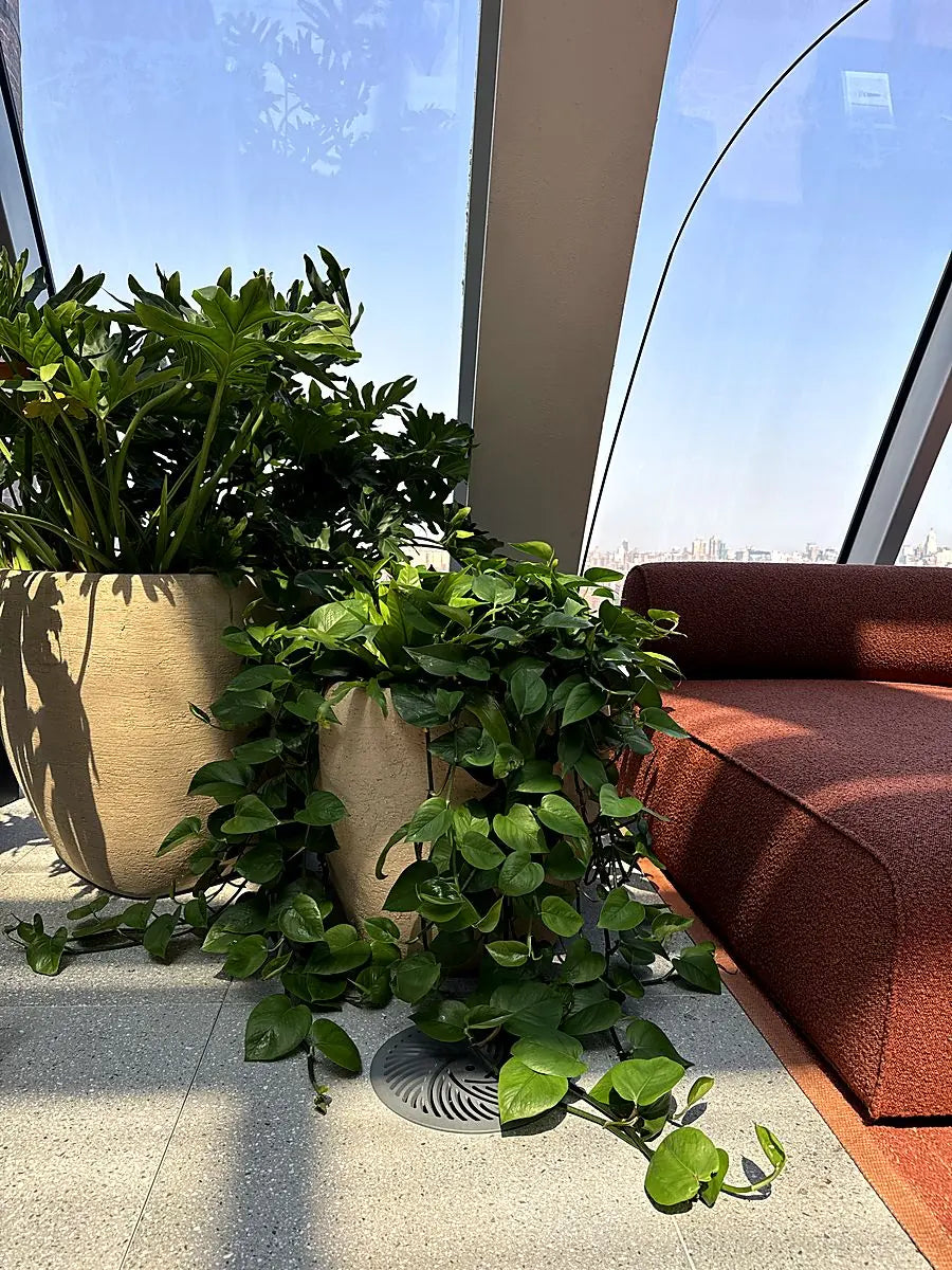 Pothos and philodendron spilling from stone planters beside a curved window and rust banquette